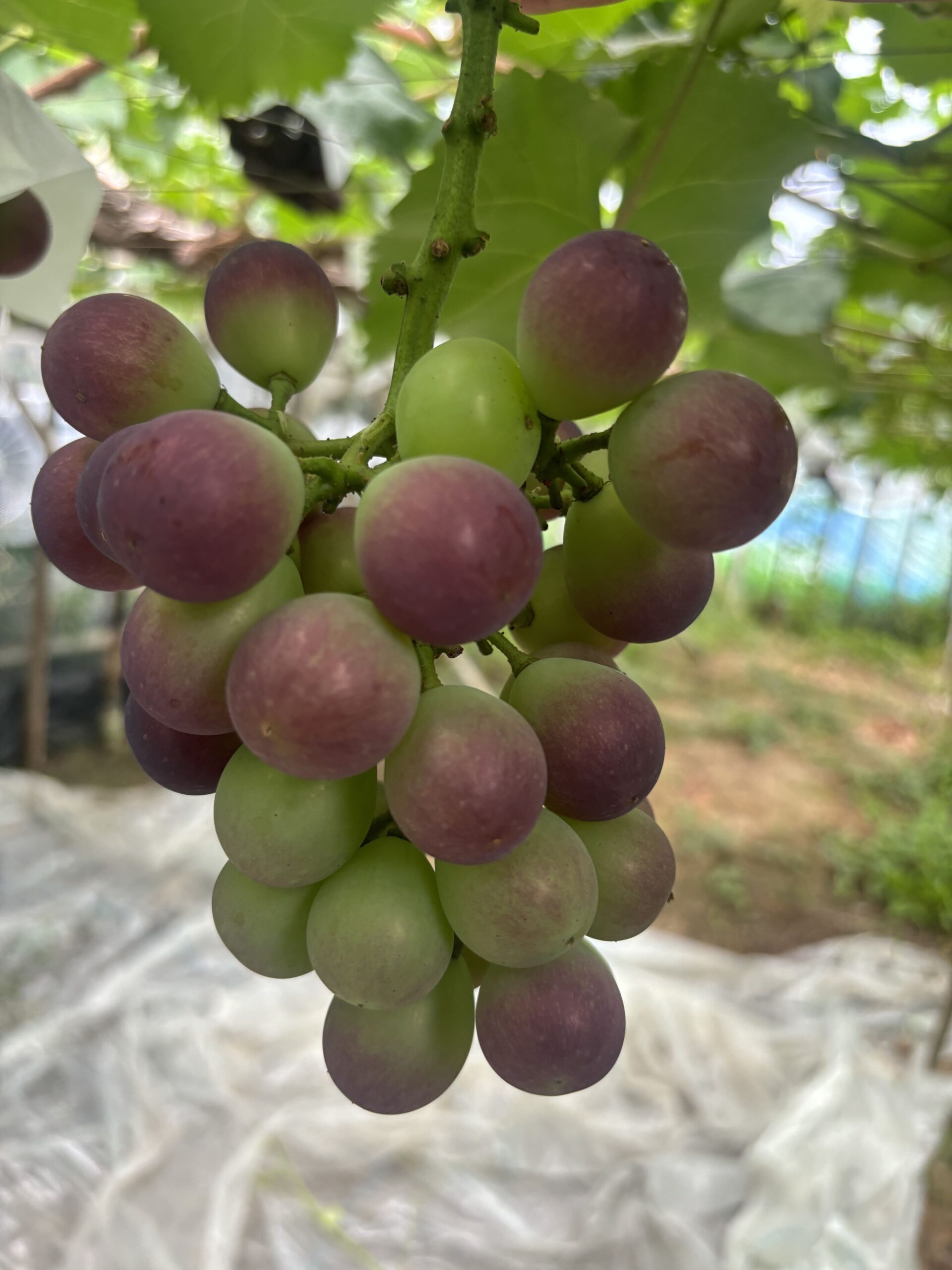 ナガノパープル